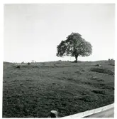 Björksta sn, Frögärde. Vårdträd. 