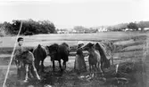 Pojke och flicka med fem hästar på en äng.
Barnen troligen från Östad Säteri eller Östad barnhus.