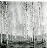 Gunnilbo sn, Naddebo.