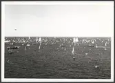 Starten till Tall Ships’ Races i Göteborg 1968