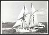 Starten till Tall Ships’ Races i Göteborg 1968