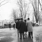 Vänersborg. Plantaget, valborgsmässofirande