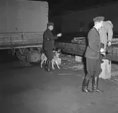 Desperado belägrar Hakon.
Oktober 1956.