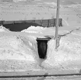 Utmed linjen. Häst på väg in i vinterstall vid Låktatjåkka. Stallet rymmer sex hästar.