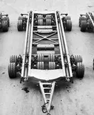 Vagnbjörn, italienska typen.