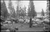 Evakuering av finska flyktingar, hösten 1944.