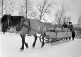 Hästtransport vid Björkliden.