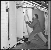 Kylvagntransport. Lastning av griskroppar.