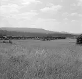 Godståg vid Järvsö.