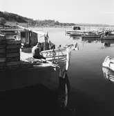 Läroverkselever besöker Baskemölla fiskeläge.
(Foto i samband med Blackebergs Lärov. tåghem)
