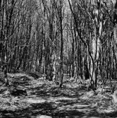 Läroverkselever på studieutflykt till Stenshuvud. (Foto i samband med Blackebergs Lärov. tåghem)
