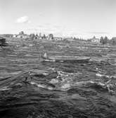 Nordkapsturen. Sikfiske i Torneälv, Kokkolaforsen.