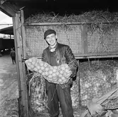 Spansk godsvagn med apelsinlast