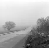 Dimma , Höstrusk-motiv.