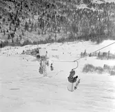 Åre Linbana, Trädgränsen.