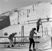Linbanan, vid Trädgränsen.