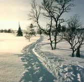 Storlien, fjällterräng