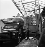 Lossning av socker i Uppsala