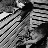 Rentransport, Jämtlands Sikås station.