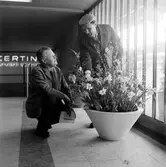 Trädgårdsmästare Aronsson och Trädgårdsarkitekt H.E. Segerros. Stockholms Centralstation, Cst. Blomdekorationer