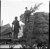 Leverans av julgranar från Tallåsen