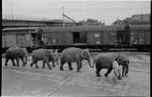 Skötare med elefanter. Godsvagn Deutsche Bahn, DB Gl 11 192 100.