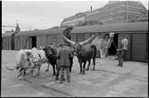 Avlastning av djur från godsvagn.