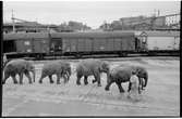 Skötare med elefanter. Godsvagn Deutsche Bahn, DB Gl 11 191 295.