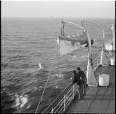 S/S Drottning victoria.