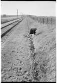 En kvinna plockar vid järnvägsspår.