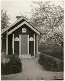 Banvakstuga 498, Gnesta. Blommande äppelträd.