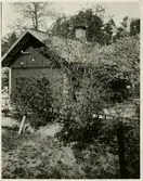 Banvaktstuga, Karlsborg, äppelblom och stugtaket