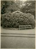 Bild från trädgårdsdirektör Enoc Cederpalm. 1910 anställdes av SJ som trädgårdsdirektör. Text på bilden Syren slöja öfver No 3.