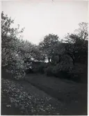 Månadssmultronodling på banvallsslänten vid banvaktsstuga 337 i Svantorp norr om Åkarp.