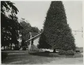 Älgarås station med den uppmärksammade pyramidlinden.