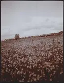 Fält av Viola tricolor 