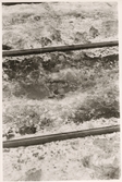 Närbild på rälsen från olycka vid Hinsnorets station mars 1957.