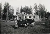 Kajen Långsjön. Tekla Andersson med korna.