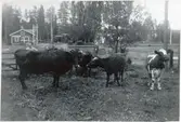 Långsjön station på sträckan Gävle - Falun elektrifierades 1943. På bilden Tekla Andersson med korna. Bakom syns järnvägen och stationshuset.