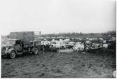 Finska flyktingar i Haparanda, hösten 1944. Betesfält med boskap. Militärfordon med registreringsnummer 23796.