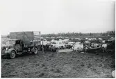 Finska flyktingar i Haparanda, hösten 1944. Betesfält med boskap. Militärfordon med registreringsnummer 23796.