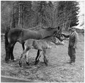 Häst med föl och skötare vid Hagge Skogsförvaltning.