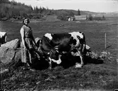 Pigan Ingeborg och kon i Albäck en solig dag. Ingeborg är klädd i ärmlös klänning och kon tittar på pigans hatt som ligger vid kossans bakben. I bakgrunden syns en gård.