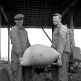 Femdagars vecka i jordbruket.
3 oktober 1958.