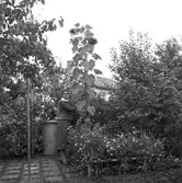 Solros.
9 oktober 1958.