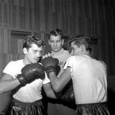 Rikstrännaren Stig Sjölin instruerar Kellys boxare.
21 oktober 1958.