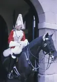 Vakt till häst vid Household Cavalry Museum