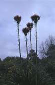 Viltväxande blommande agave