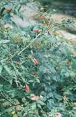 Parque Nacional da Tijuca, Hibiskusbuske