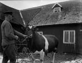Drängen på Kalvhult håller en tjur med nosring. De står på gårdsplan och i ladans hörn skymtar en hästvagn.